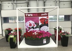 Interspecific Pelargoniumline TWOinONE of PAC.